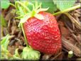 large red strawberry