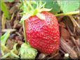 large red strawberry