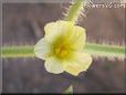 watermelon flower blossom
