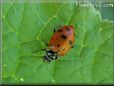 ladybug picture