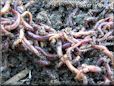 red wigglers worms