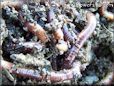 red wigglers worms