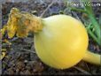 small yellow pumpkin
