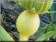 small yellow pumpkin