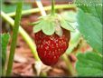 small red strawberry