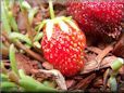 small red strawberry