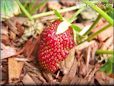 small red strawberry