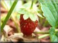 small red strawberry