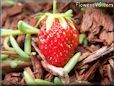 small red strawberry pictures