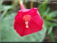 cardinal climber flower
