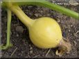 small yellow pumpkin