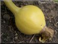 small yellow pumpkin