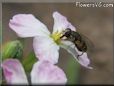 hoverfly