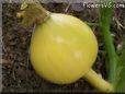 small yellow pumpkin
