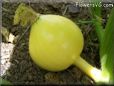 small yellow pumpkin