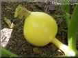 small yellow pumpkin