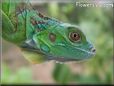 green iguana lizard