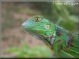 green iguana lizard