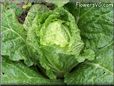 medium head lettuce