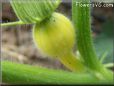 very small yellow pumpkin