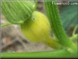 small yellow pumpkin