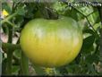 green tomato