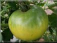 green tomato