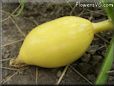 small oval yellow pumpkin