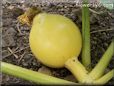 small yellow pumpkin