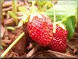 small strawberry
