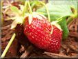 small strawberry