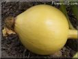 small yellow pumpkin