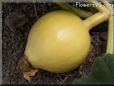small yellow pumpkin