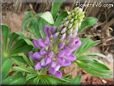 lupine flower