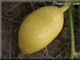 small oval yellow pumpkin