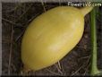 small oval yellow pumpkin