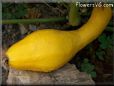 large yellow squash