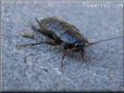 black cockroach
