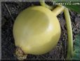 small yellow pumpkin