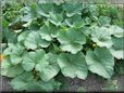 yellow pumpkin leaves