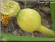 small yellow pumpkin
