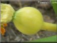 small yellow pumpkin