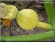 small yellow pumpkin
