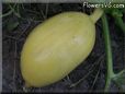 small oval yellow pumpkin