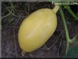 small oval yellow pumpkin