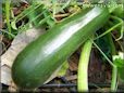 large green zucchini