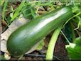 large zucchini