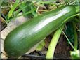 zucchini garden plant picture