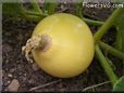 small yellow pumpkin