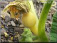 small yellow pumpkin